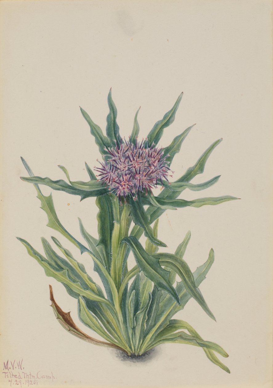 Saussurea (Saussurea densa) od Mary Vaux Walcott