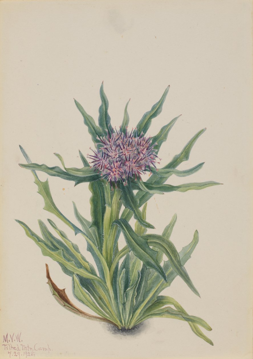 Saussurea Saussurea densa, 1925. od Mary Vaux Walcott