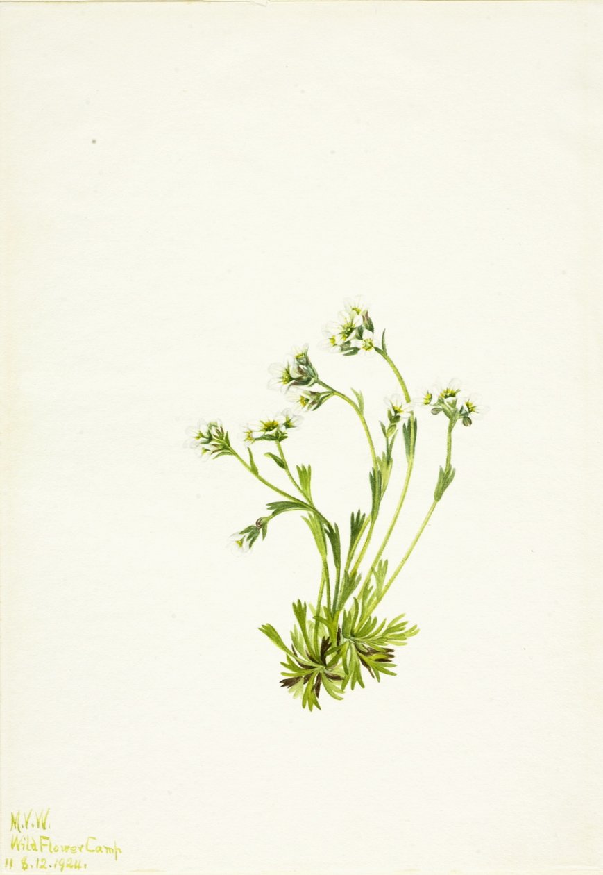Lomikámen (Saxifraga caespitosa) od Mary Vaux Walcott