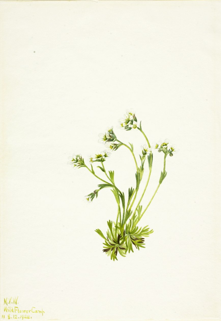 Saxifrage Saxifraga caespitosa, 1924 od Mary Vaux Walcott