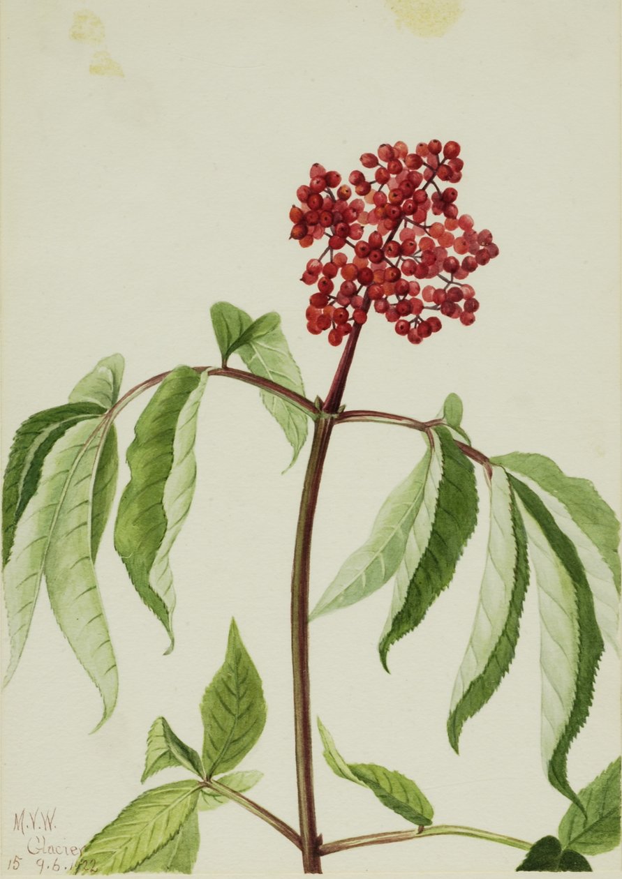Bez červený (Sambucus pubens) od Mary Vaux Walcott