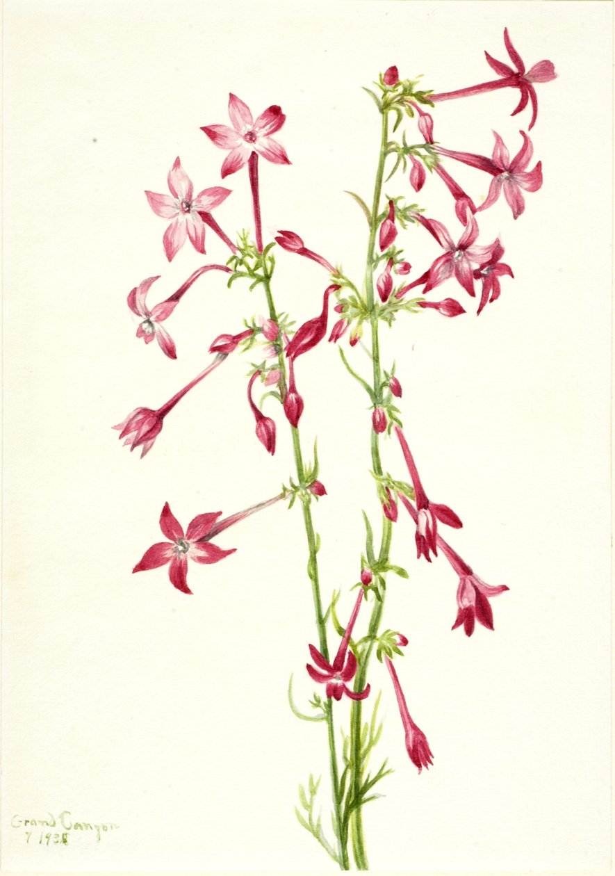 Gilia šarlatová (Gilia aggregata) od Mary Vaux Walcott