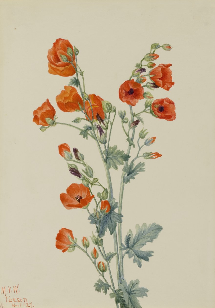 Sléz šarlatový (Sphaeralcea grossulariaefolia) od Mary Vaux Walcott