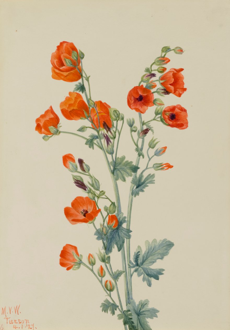 Sléz šarlatový Sphaeralcea grossulariaefolia, 1927 od Mary Vaux Walcott