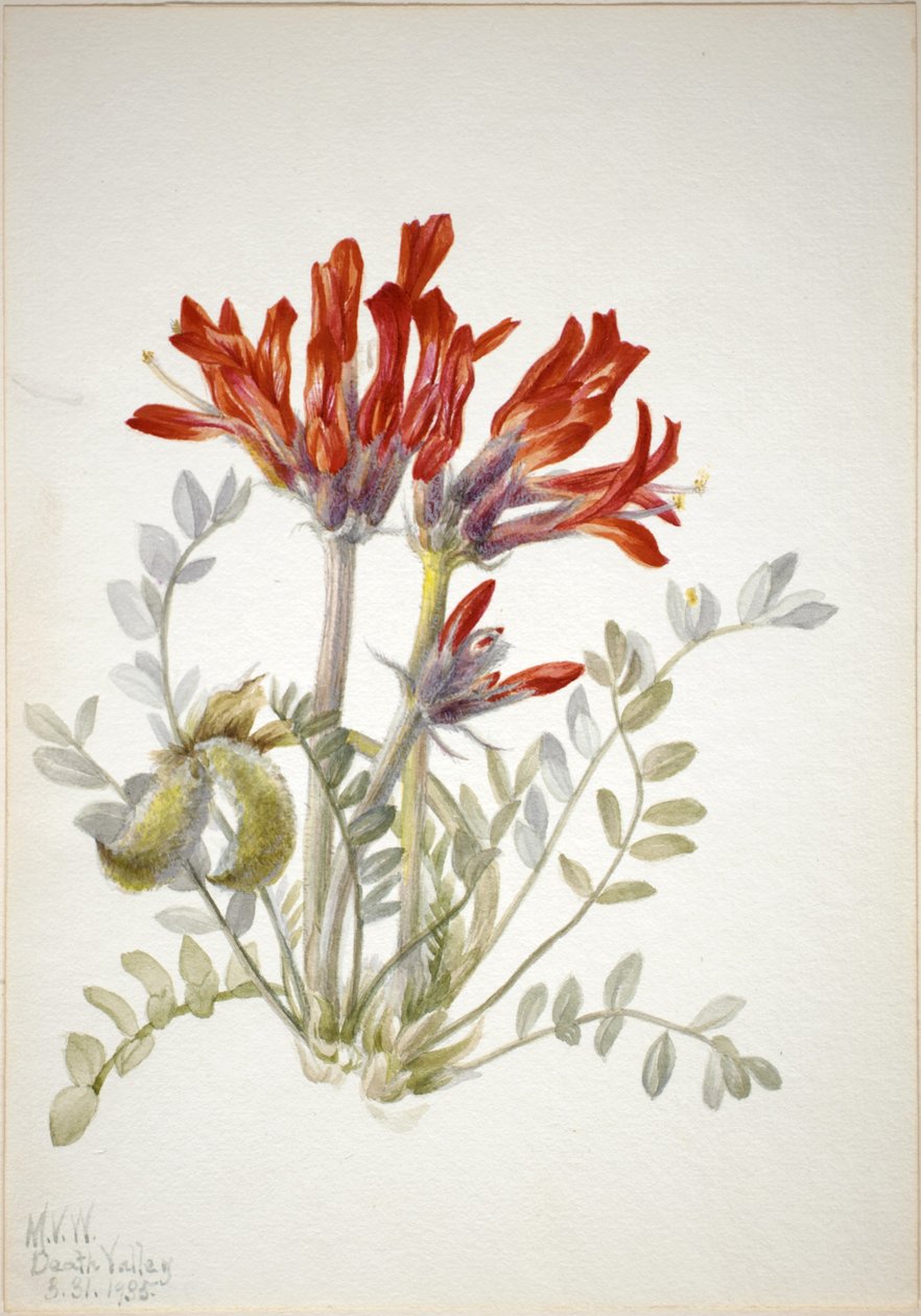 Kozinec šarlatový (Astragalus coccineus) od Mary Vaux Walcott