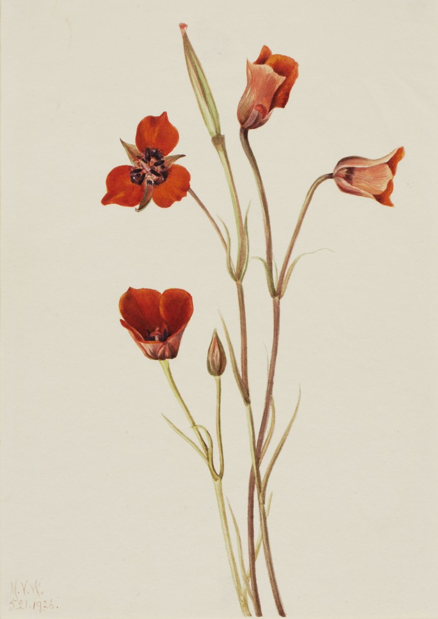 Scarlet Mariposa Calochortus kennedyi, 1926. od Mary Vaux Walcott