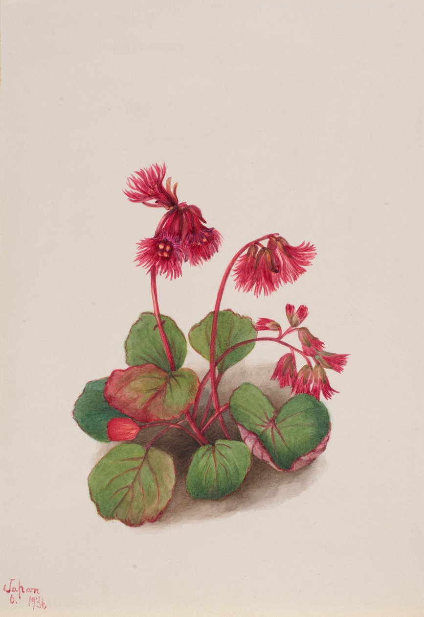 Schizocodon soldanelloides od Mary Vaux Walcott