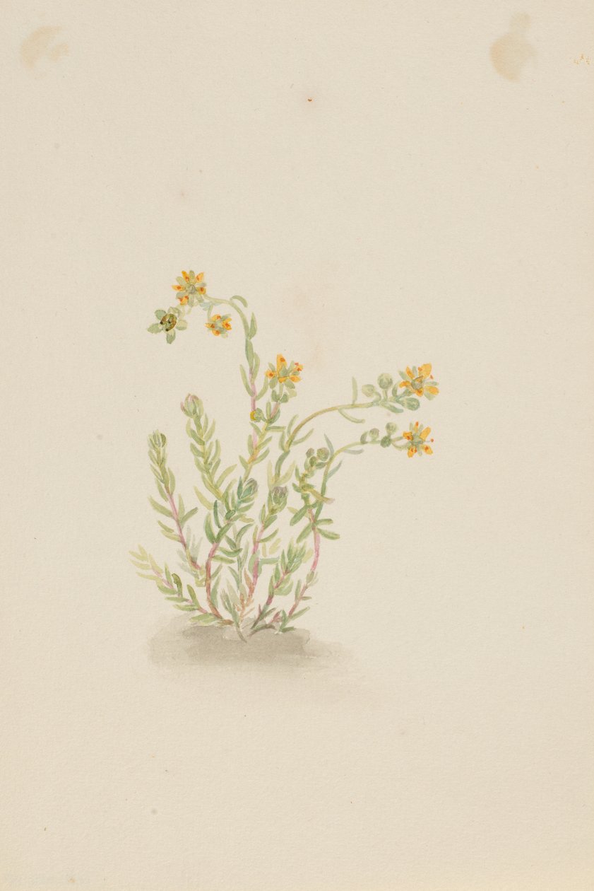 Sedum stenopetalum od Mary Vaux Walcott
