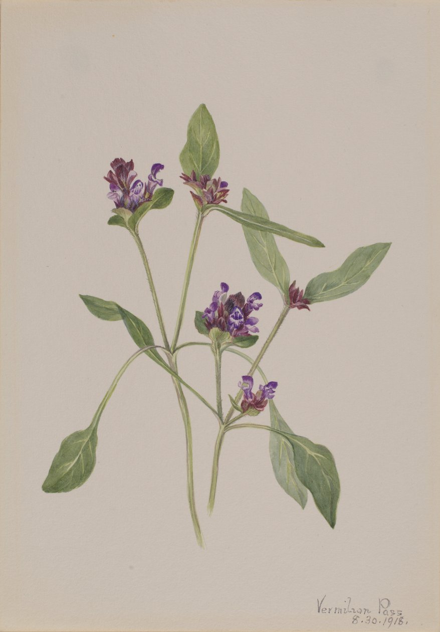 Self-Heal (Prunella vulgaris) od Mary Vaux Walcott