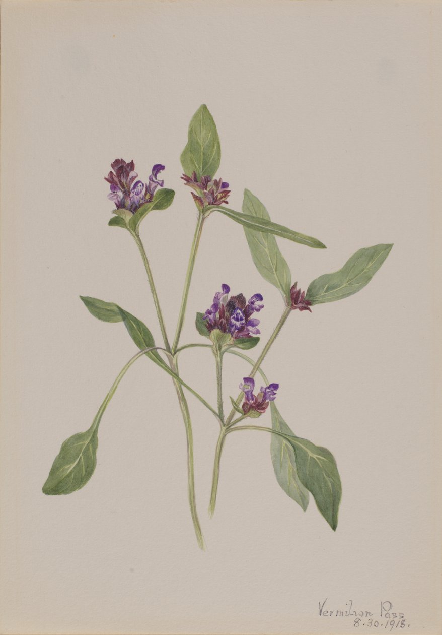 Samoléčení Prunella vulgaris, 1918. od Mary Vaux Walcott