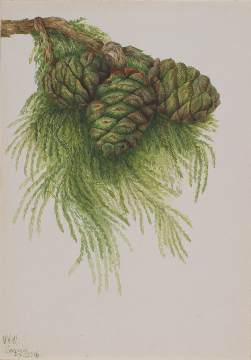 Sekvojovec obrovský (Sequoia gigantea) od Mary Vaux Walcott