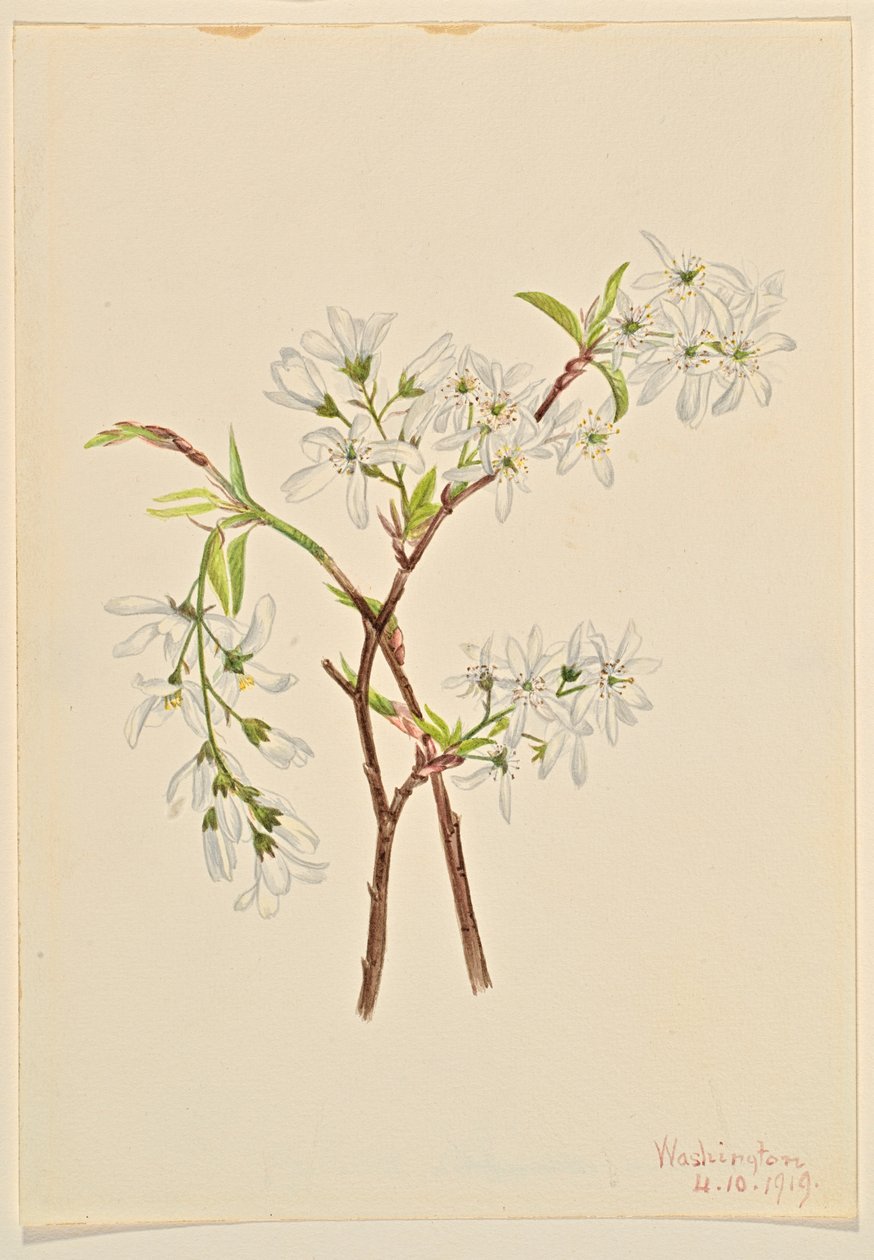 Shadbush (Amelianchier oblongifolia) od Mary Vaux Walcott