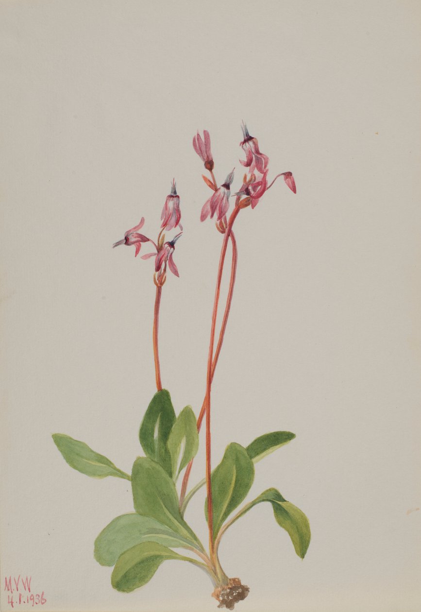 Shooting Star (Dodecatheon hendersonii) od Mary Vaux Walcott
