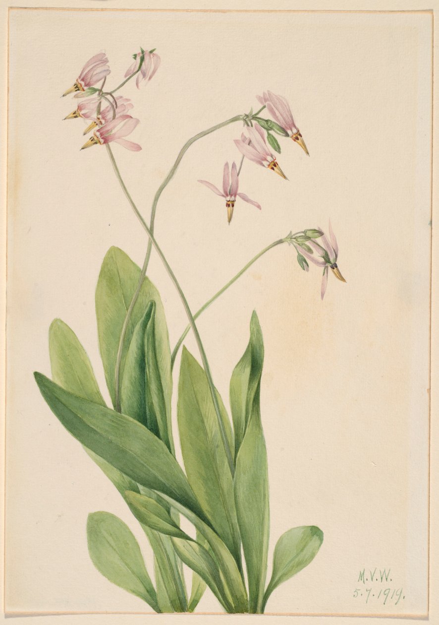 Shooting Star (Dodecatheon meadia) od Mary Vaux Walcott