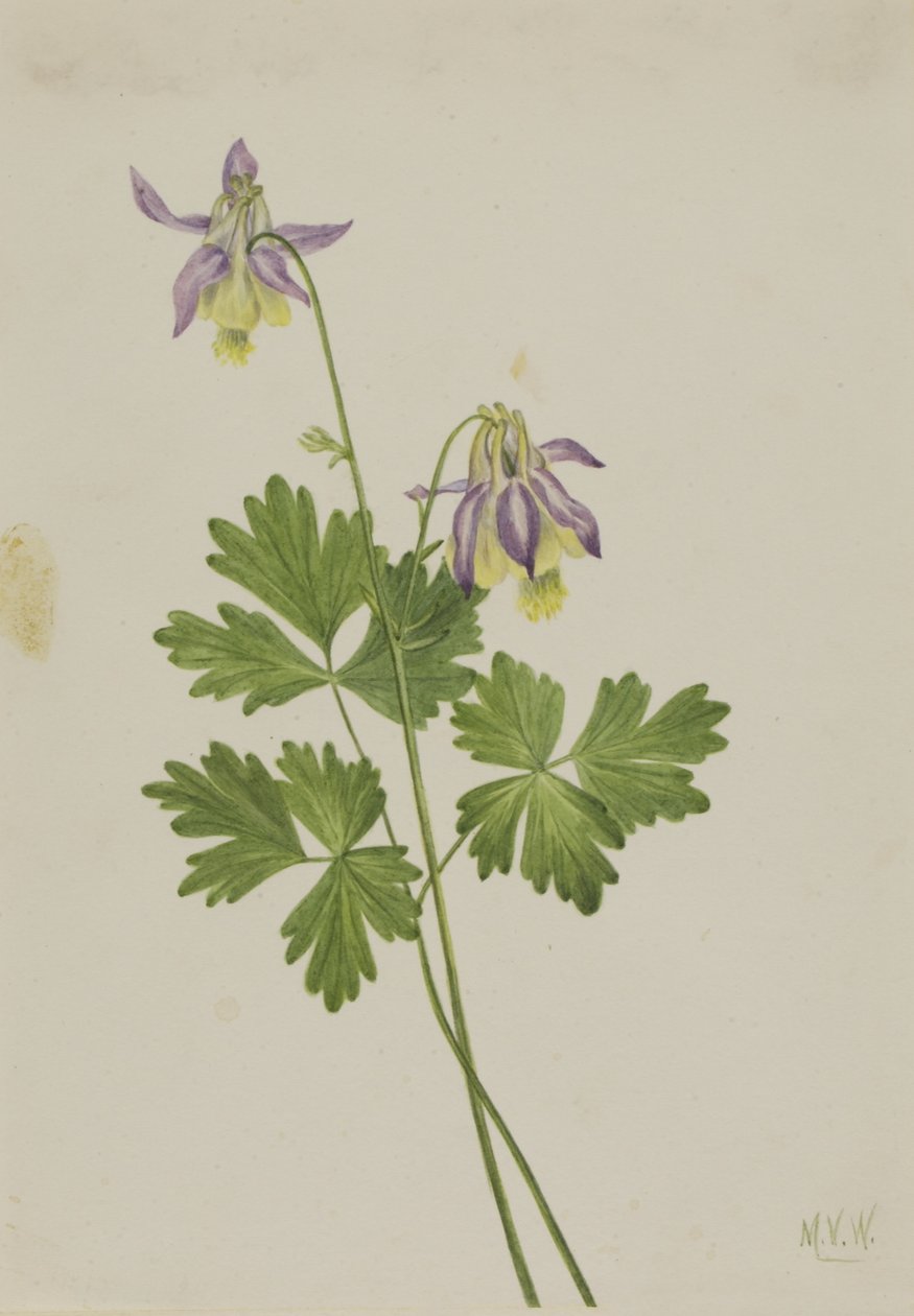 Kolumbínie krátkoplodá (Aquilegia brevistyla) od Mary Vaux Walcott