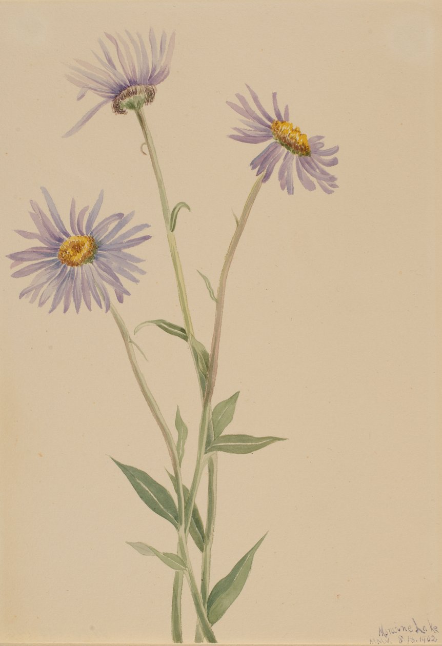 Pcháč osmahlý (Erigeron salsuginosus) od Mary Vaux Walcott