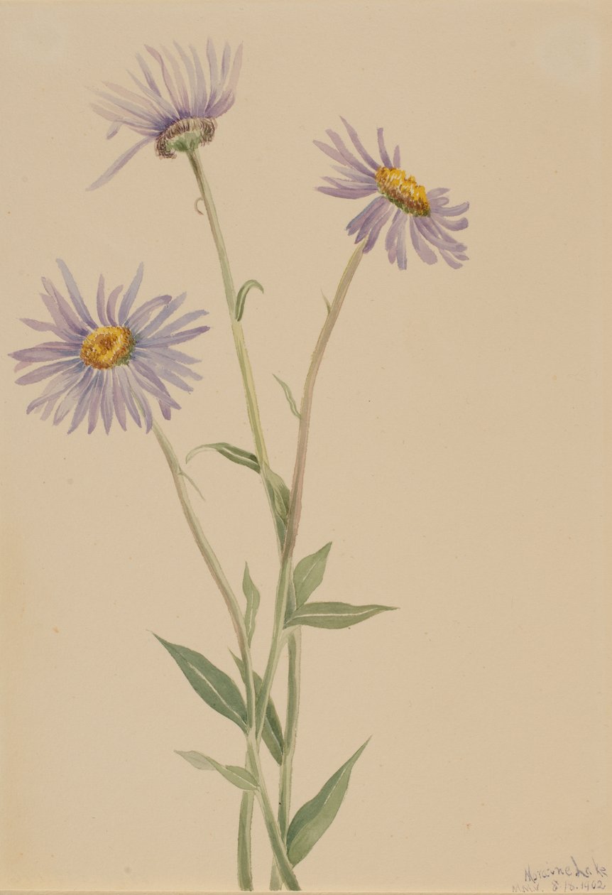 Okázalý Fleabane Erigeron salsuginosus, 1902. od Mary Vaux Walcott