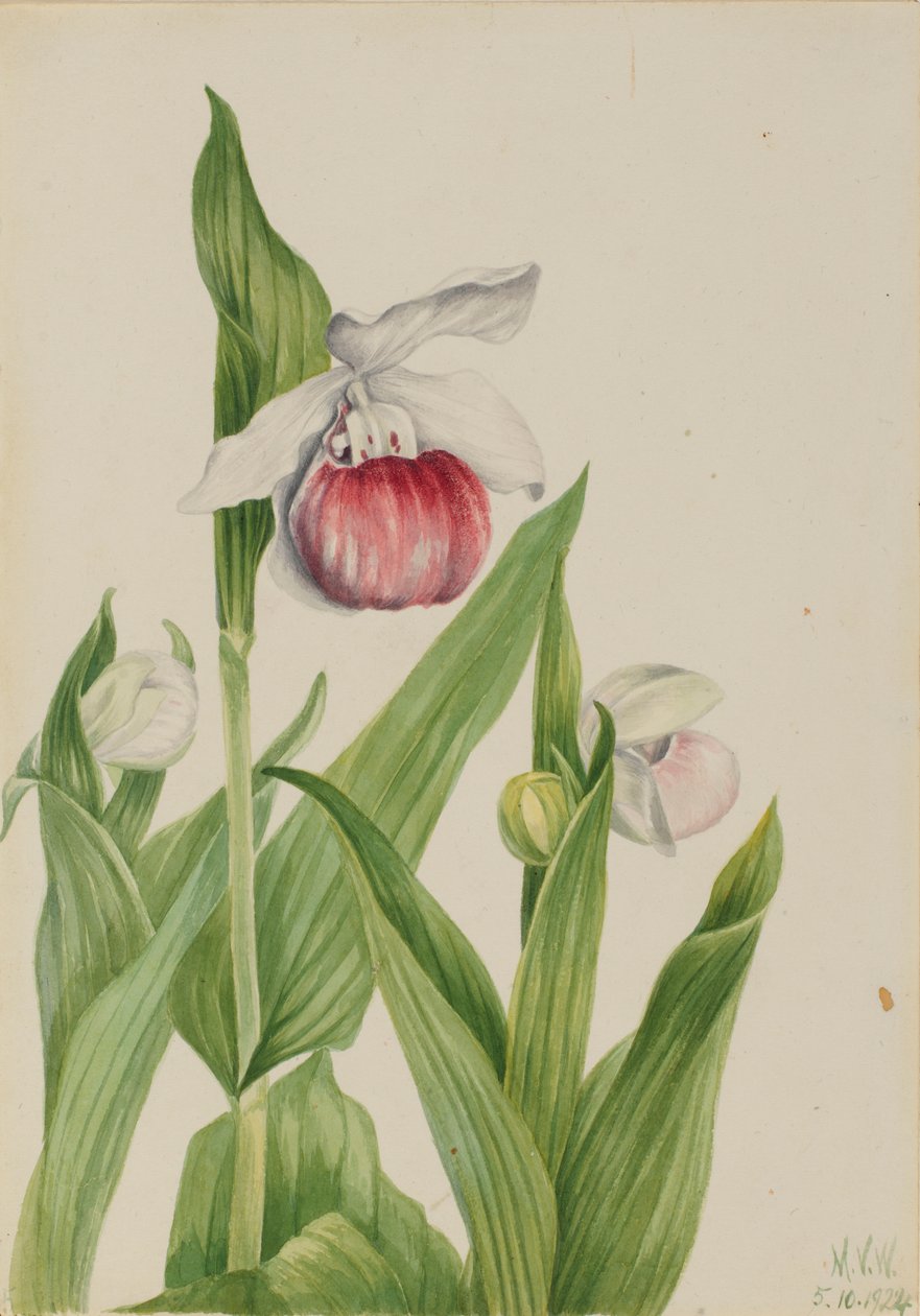 Střevíčník pantoflíček (Cypripedium reginae) od Mary Vaux Walcott