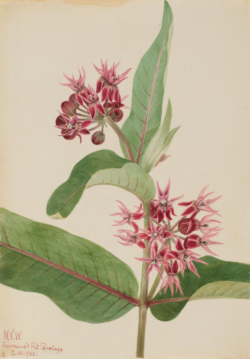 Okázalý Milkweed Asclepias speciosa, 1923. od Mary Vaux Walcott