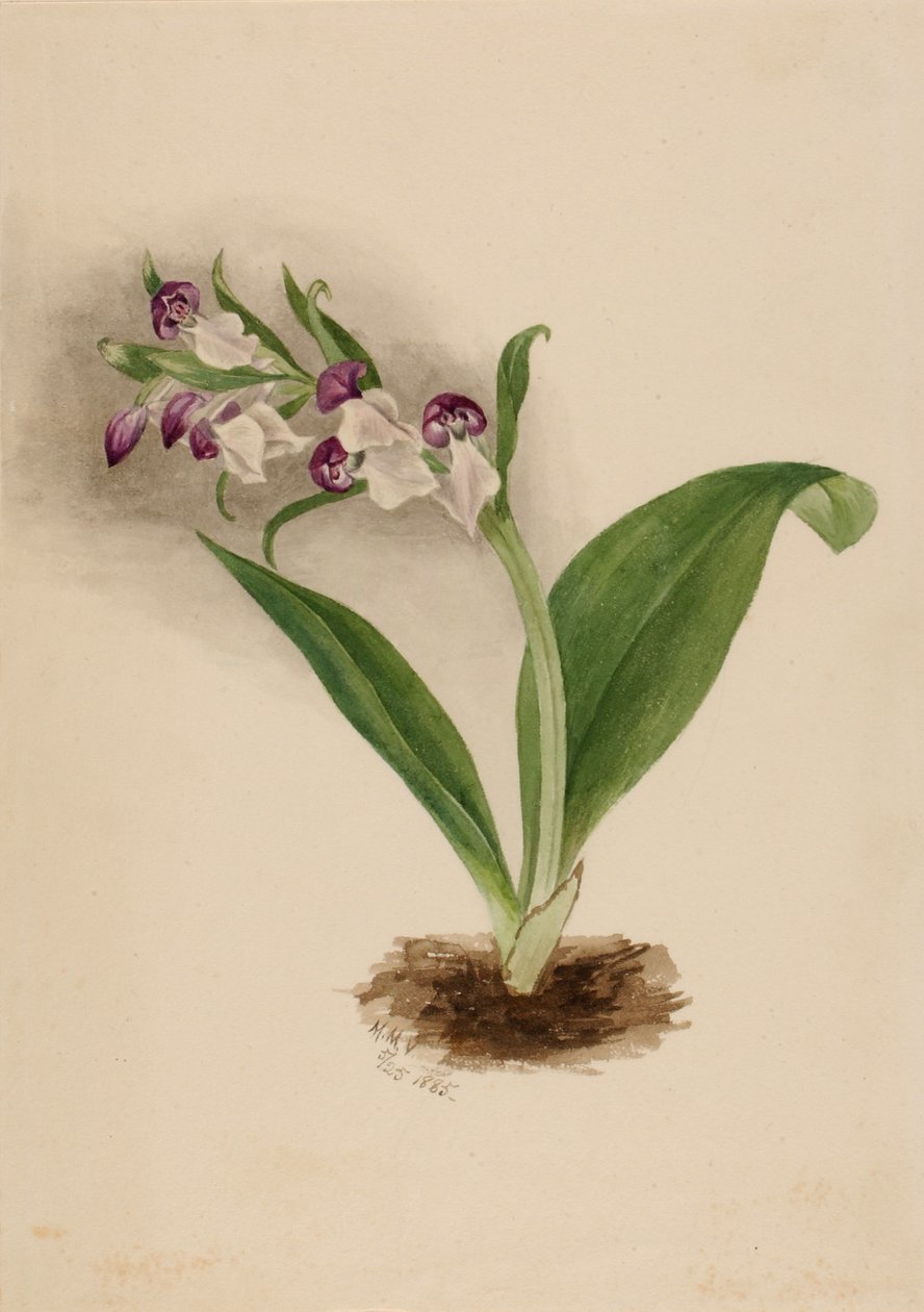 Nápadné orchideje (Orchis spectabilis) od Mary Vaux Walcott