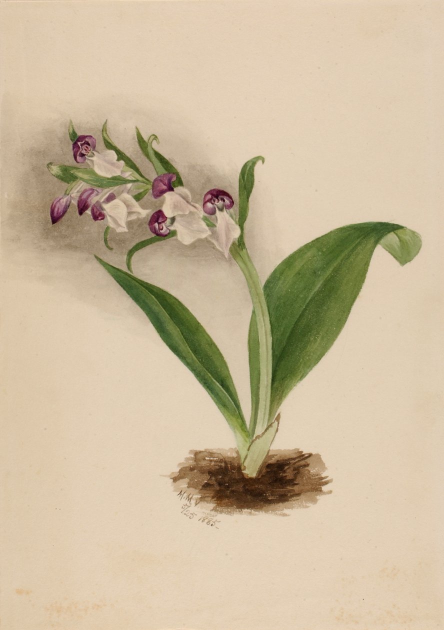 Nápadné orchideje od Mary Vaux Walcott