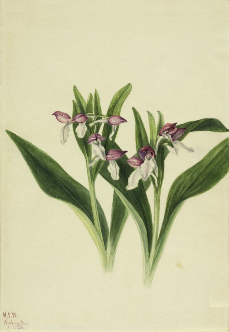 Okázalý Orchis Orchis spectabilis, 1926 od Mary Vaux Walcott