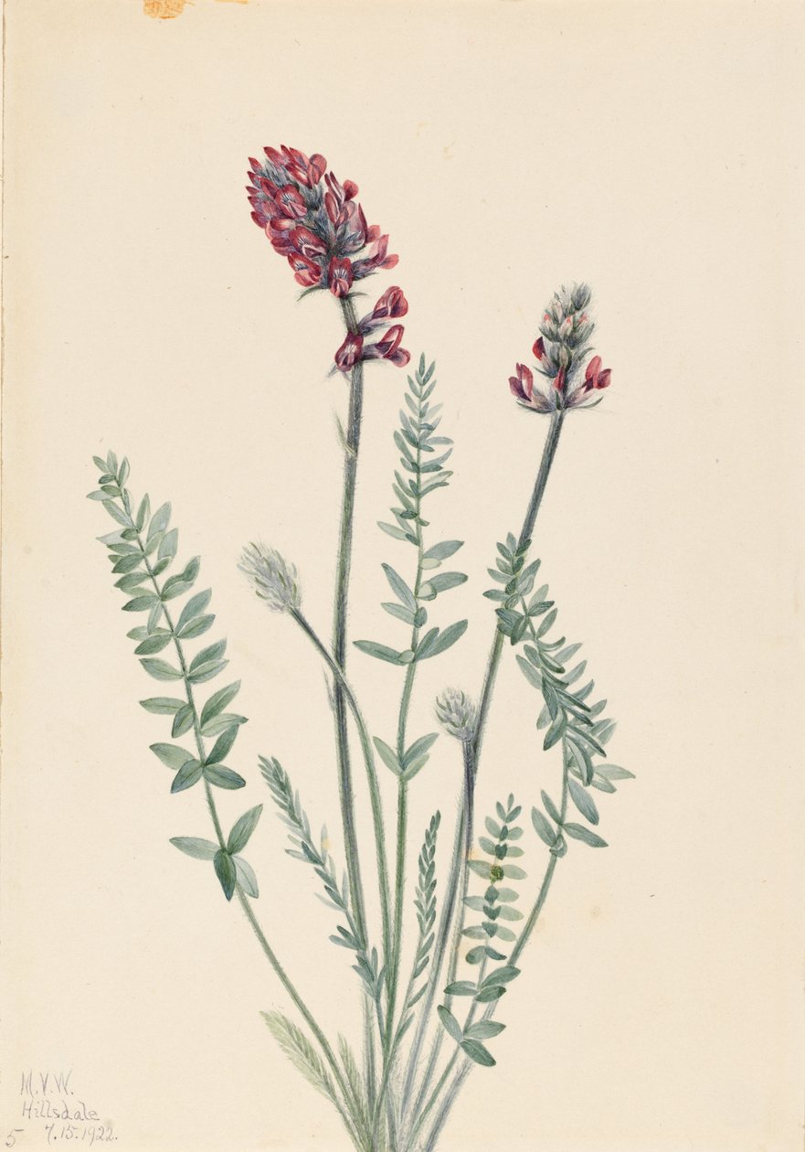 Krásnoočko lesklé (Oxytropis splendens) od Mary Vaux Walcott