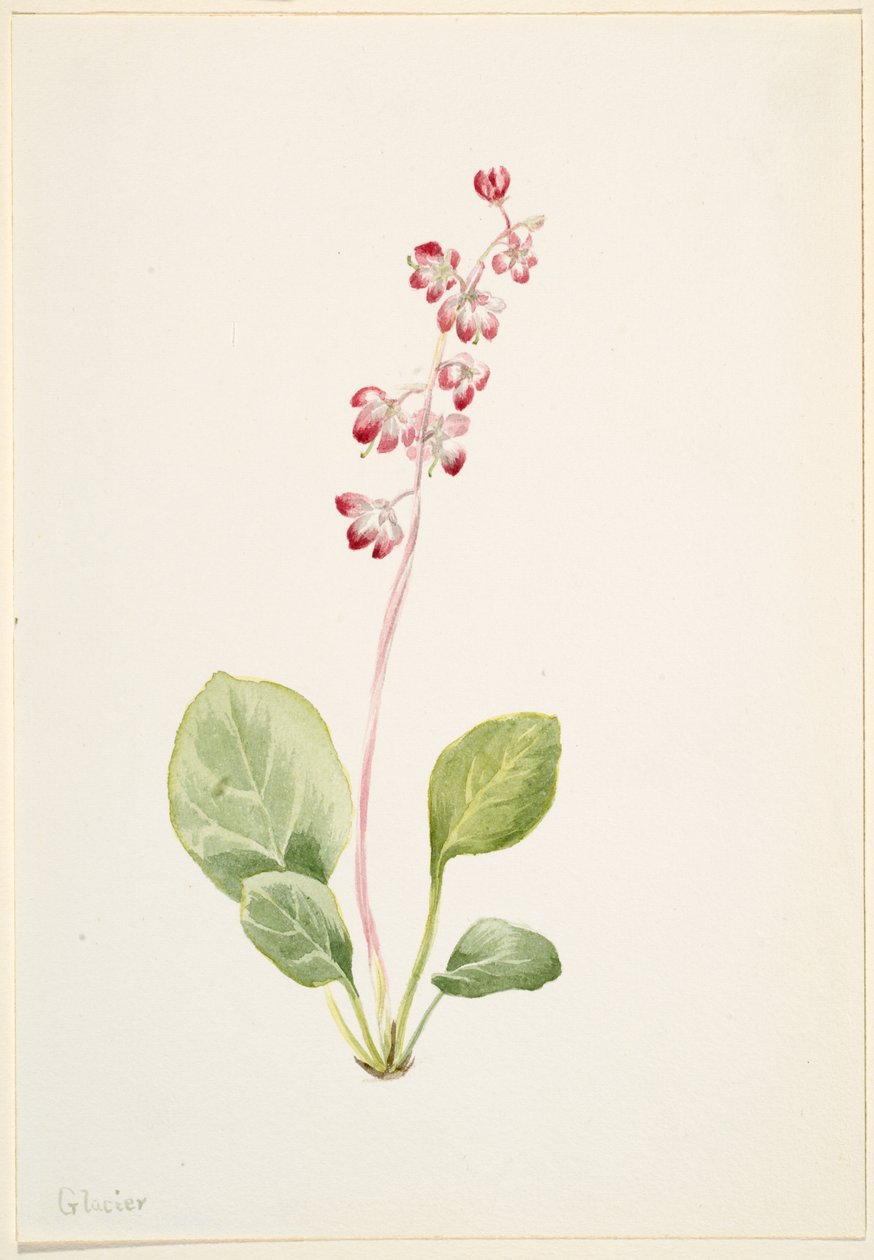 Pyrolla nápadná (Pyrola asarifolia) od Mary Vaux Walcott