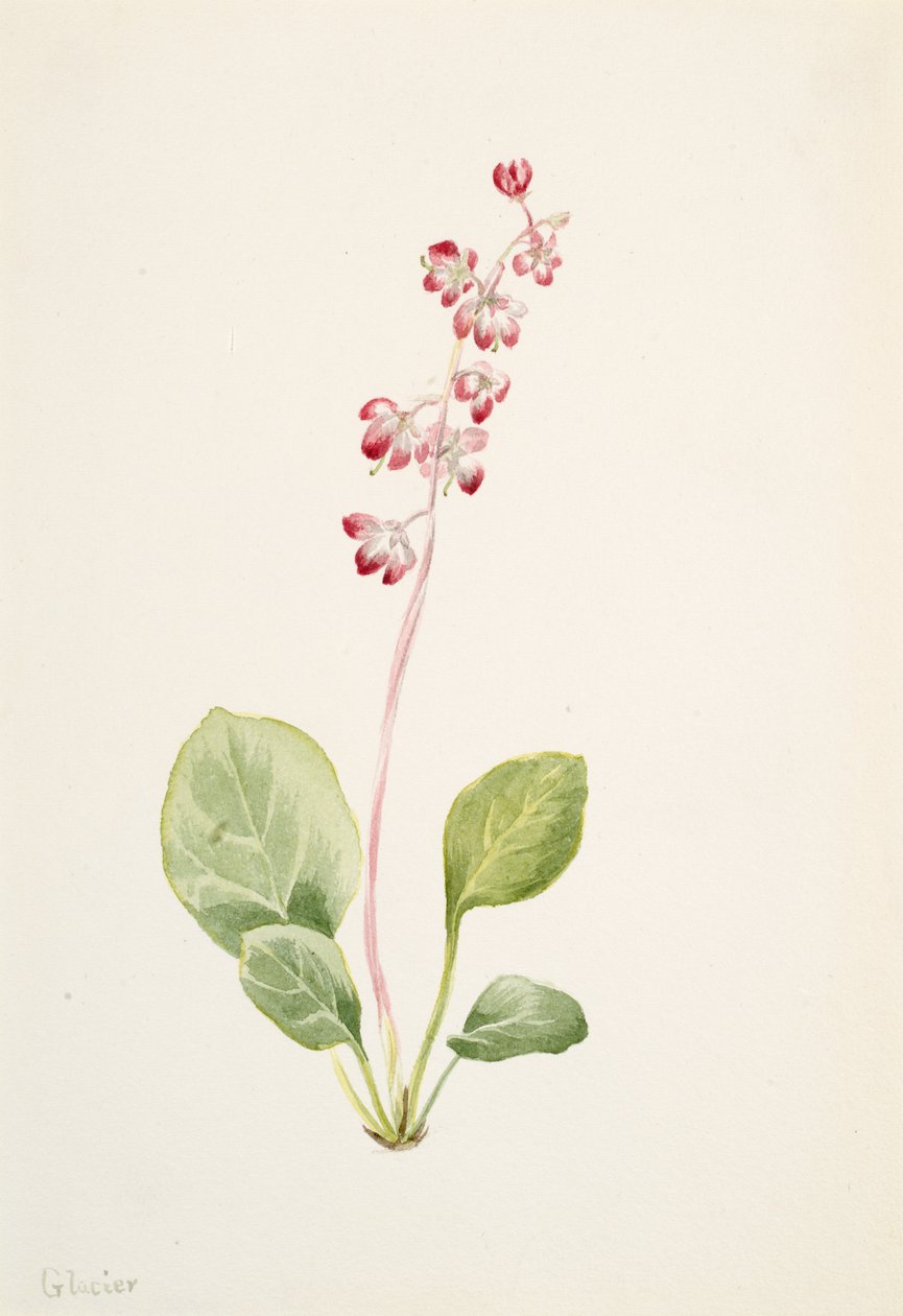 Efektní Pyrolla Pyrola asarifolia, ca. 1903. od Mary Vaux Walcott