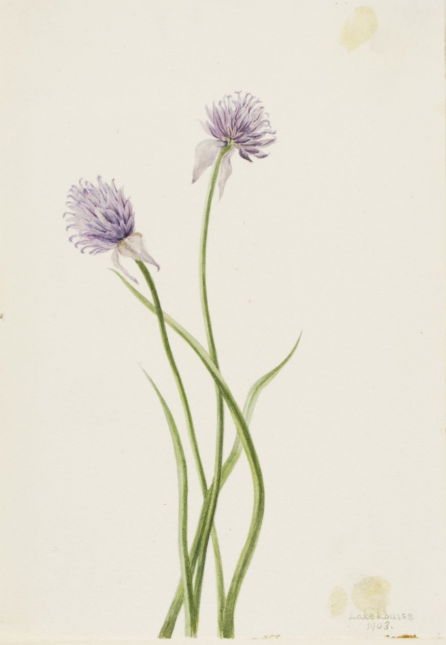Cibule sibiřská (Allium sibericum) od Mary Vaux Walcott