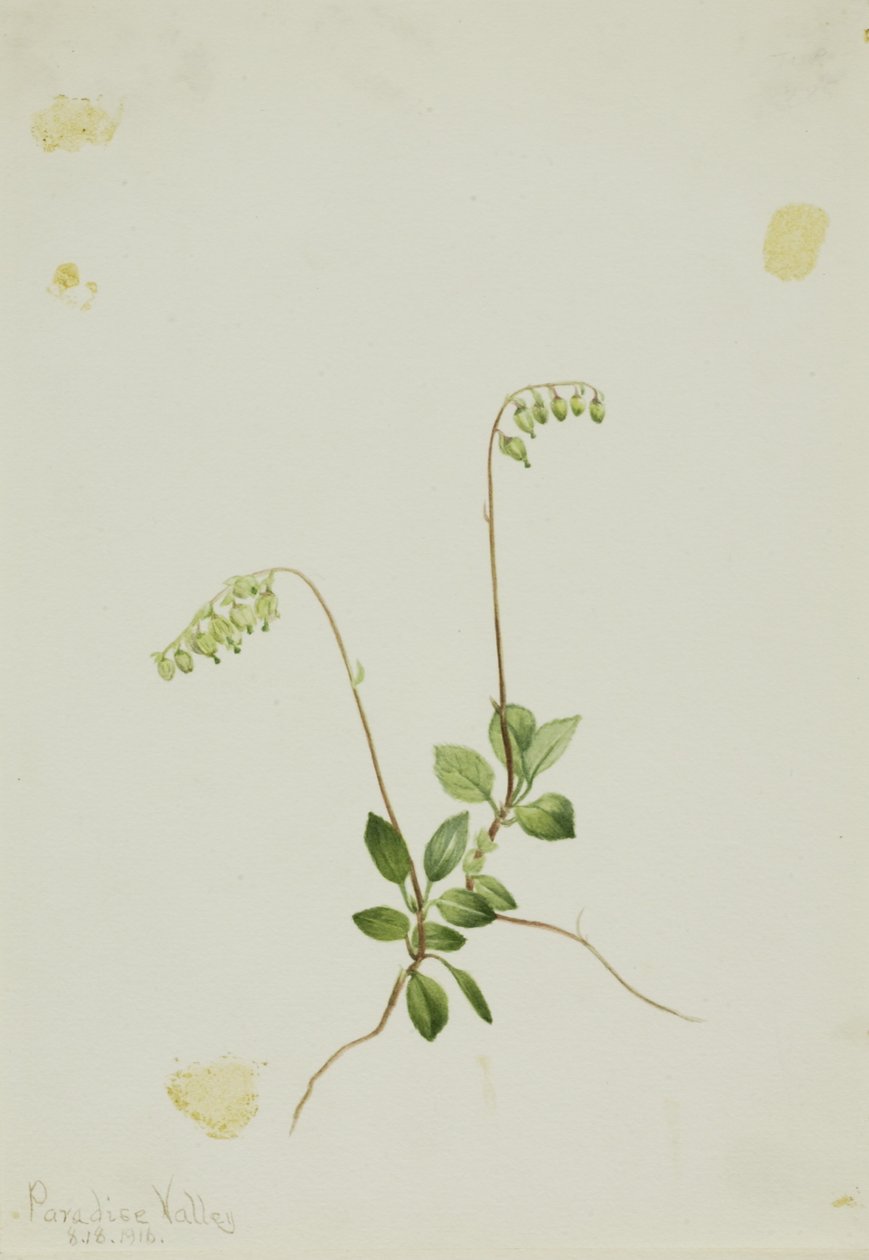 Boční zvonky Pyrola (Pyrola secunda) od Mary Vaux Walcott