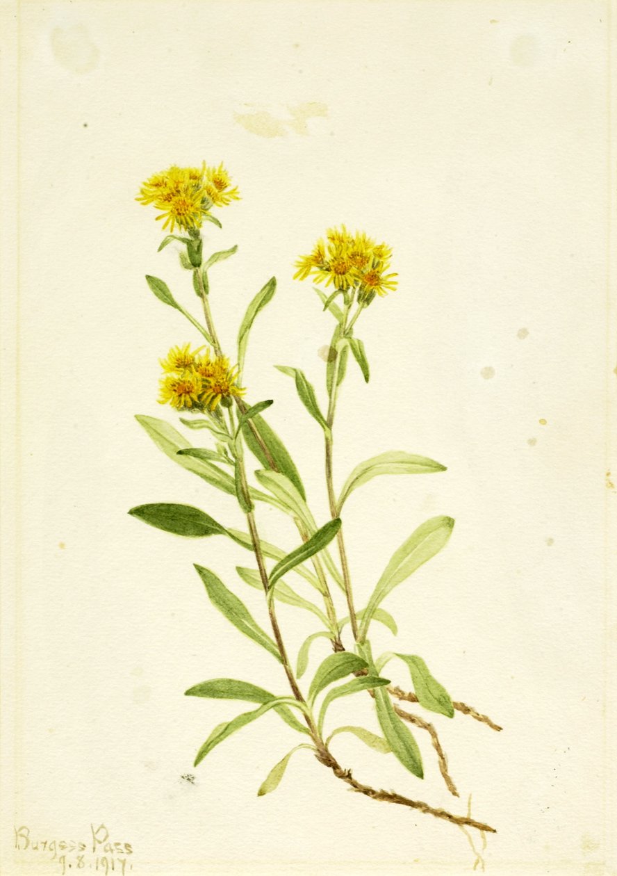 Sidesaddle Goldenrod od Mary Vaux Walcott