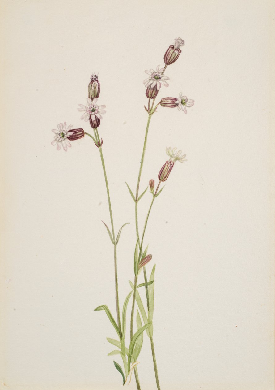 Silene multicaulis, ca. 1900-1920. od Mary Vaux Walcott