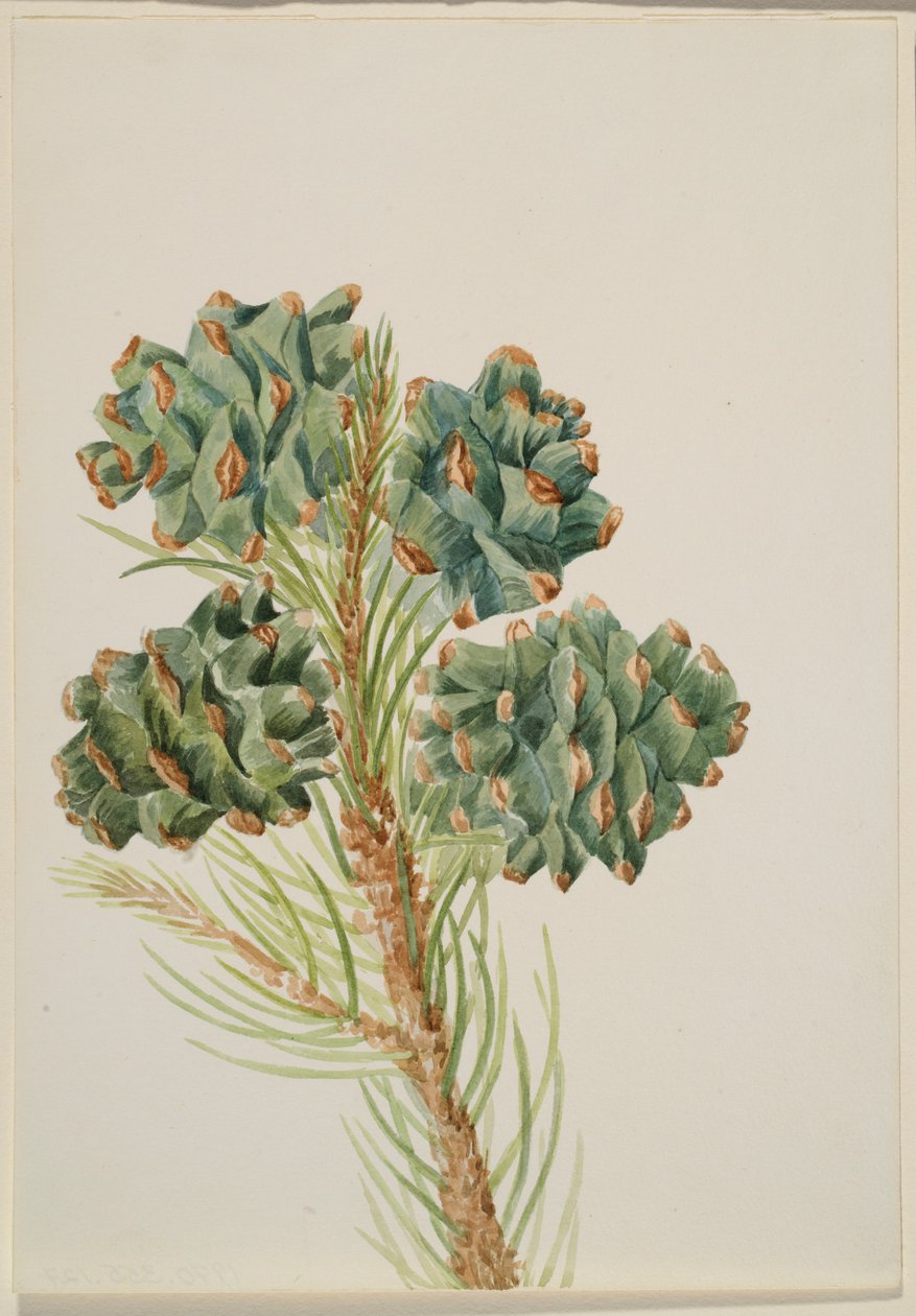 Borovice jednolistá (Pinus monophylla) od Mary Vaux Walcott