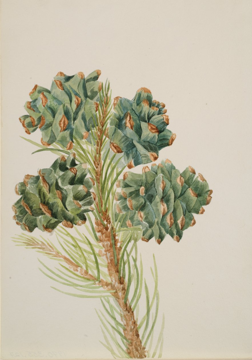 Borovice jednolistá Pinus monophylla, ca. 30. léta 20. století. od Mary Vaux Walcott