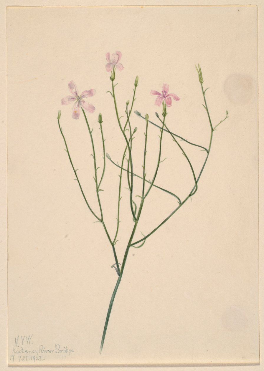Květina kostlivce (Lygodesmia juncea) od Mary Vaux Walcott