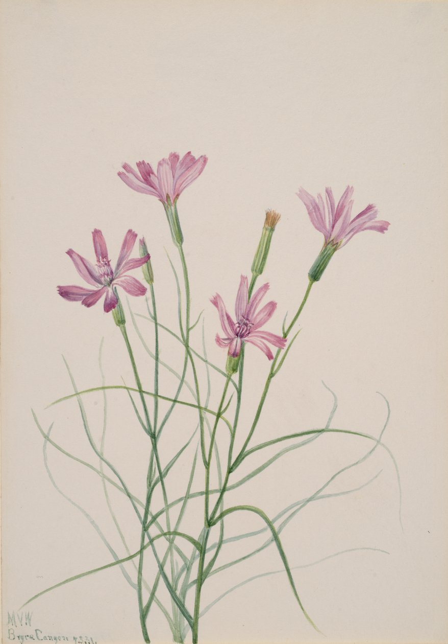 Skeleton Weed Lygodesmia grandiflora, 1931. od Mary Vaux Walcott