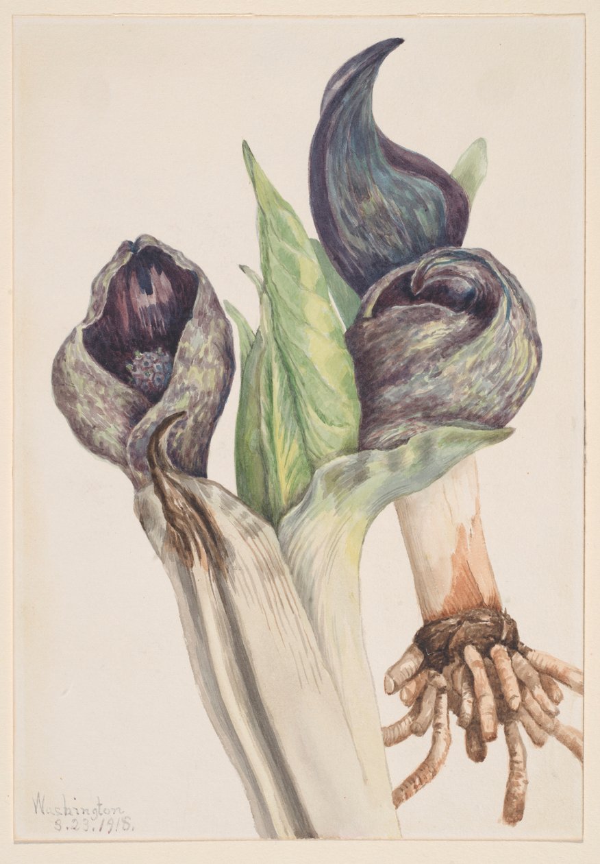 Zelí skunk (Spathyema foetida) od Mary Vaux Walcott