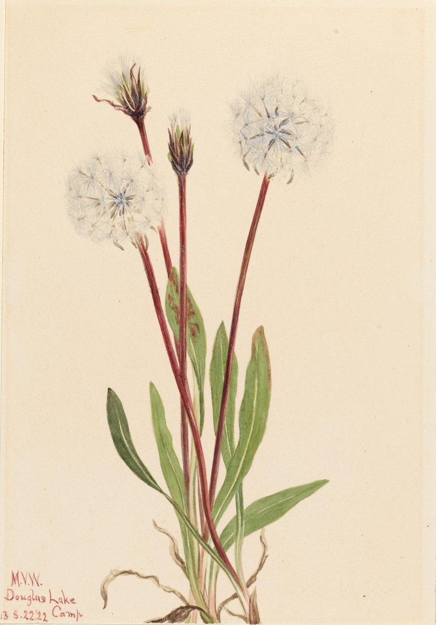 Agoseris štíhlá (Agoseris gracilens) od Mary Vaux Walcott