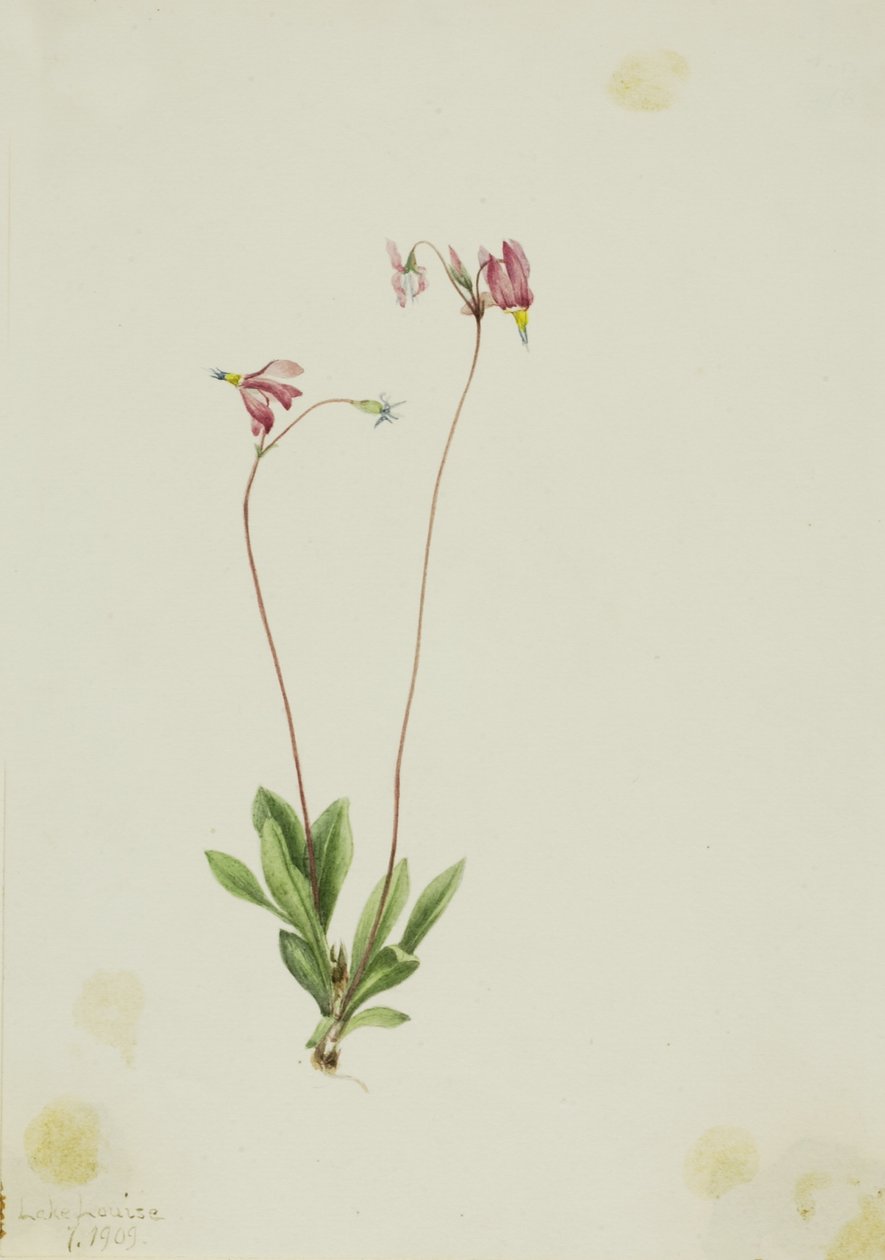 Střevíčník štíhlý (Dodecatheon pauciflorum) od Mary Vaux Walcott