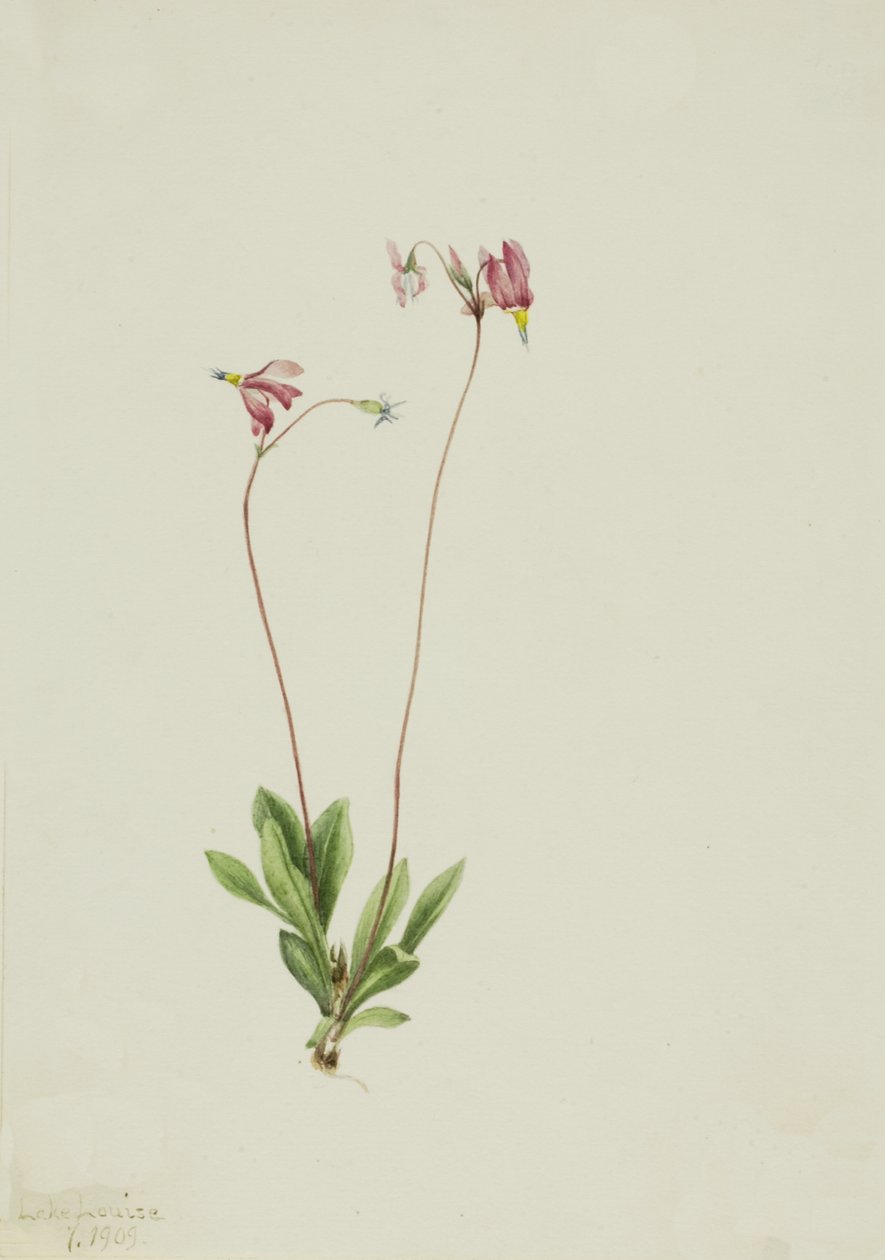 Slender Shooting Star Dodecatheon pauciflorum, 1909. od Mary Vaux Walcott