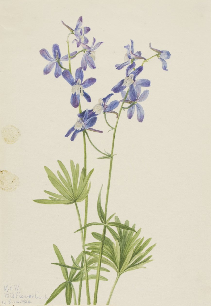 Skřivanec štíhlý (Delphinium depauperatum) od Mary Vaux Walcott
