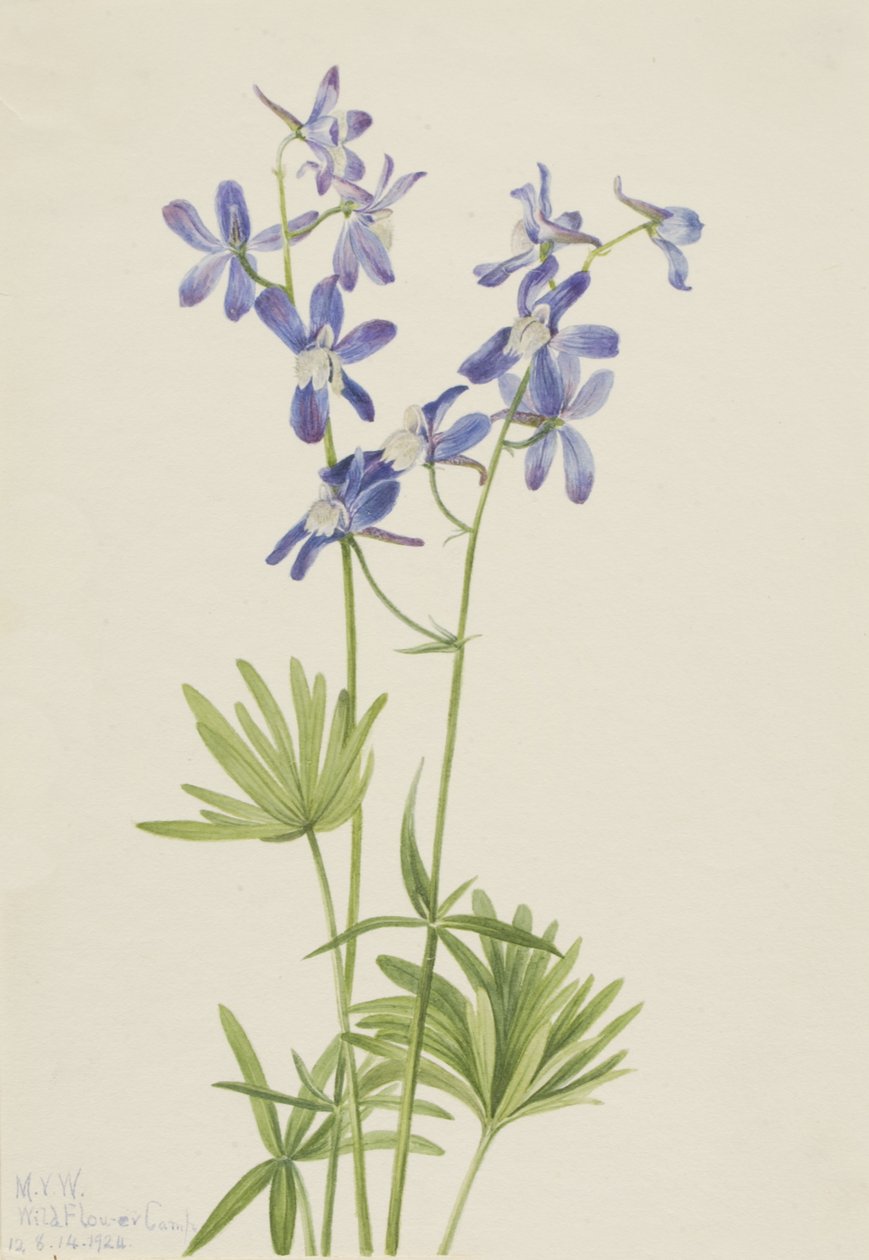 Slim Larkspur Delphinium depauperatum, 1924 od Mary Vaux Walcott