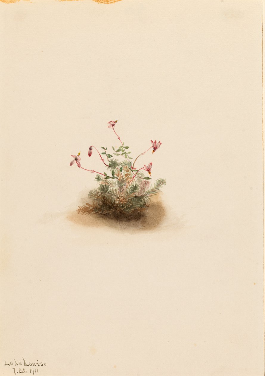 Brusnice malá (Oxycoccus palustris) od Mary Vaux Walcott