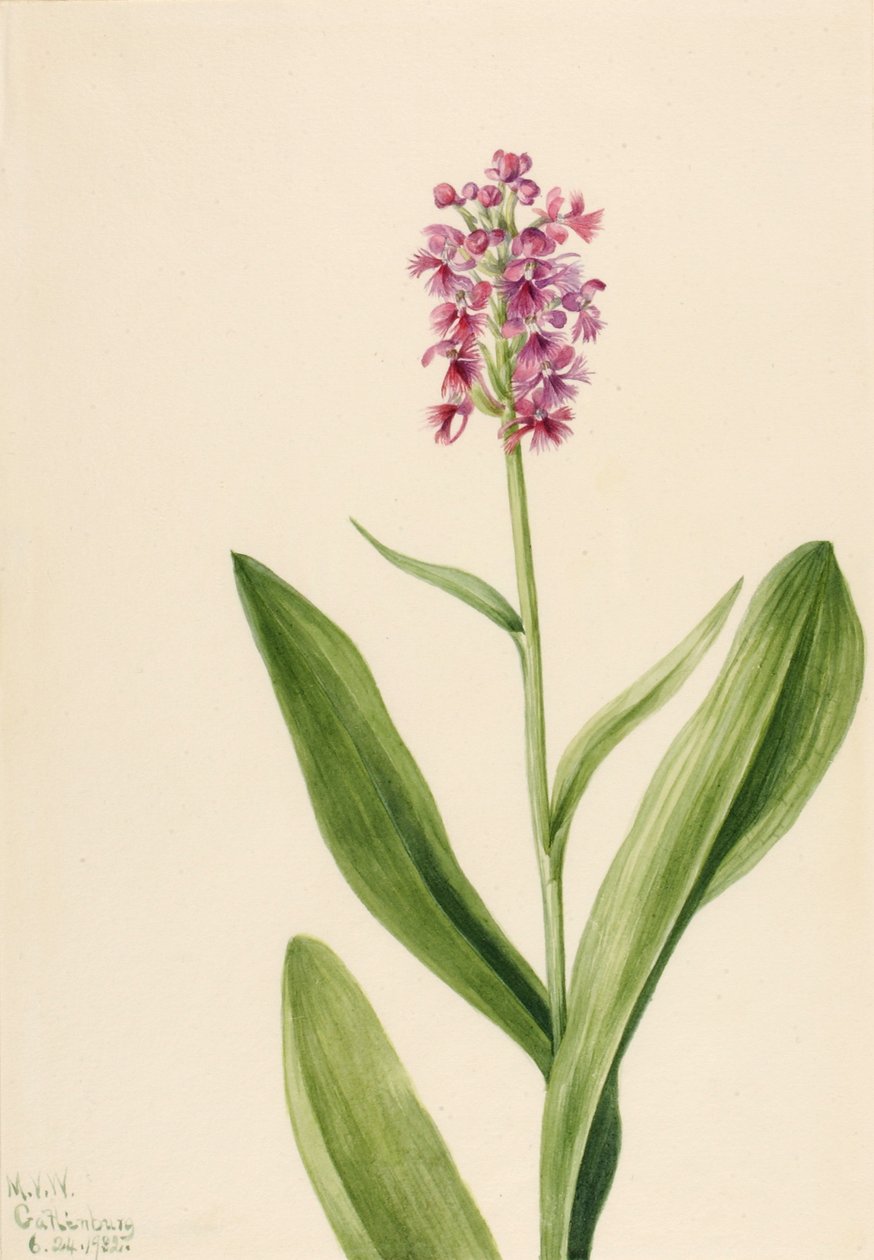 Small Purple Fringe Orchid Habenaria psychodes, 1932. od Mary Vaux Walcott
