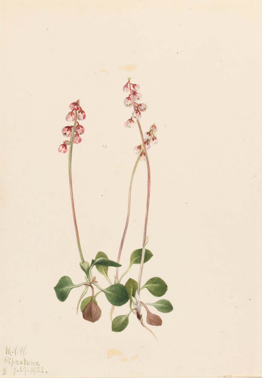 Pyrola malá (Pyrola minor) od Mary Vaux Walcott