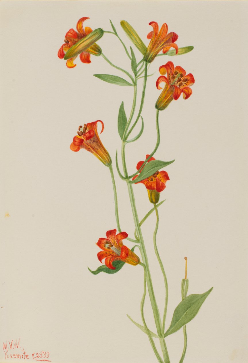 Malá tygří lilie Lilium parvum, 1933. od Mary Vaux Walcott