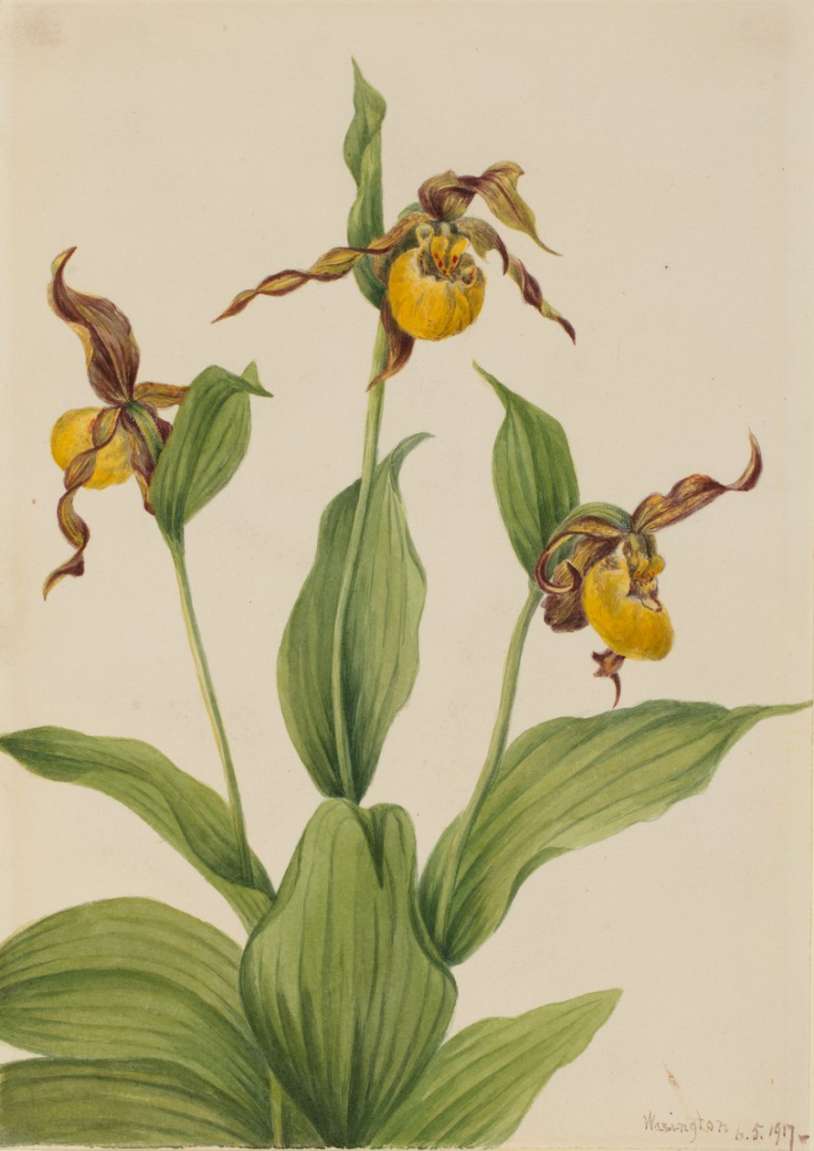 Malá žlutá slunéčko sedmitečné Cypripedium parviflorum, 1917. od Mary Vaux Walcott