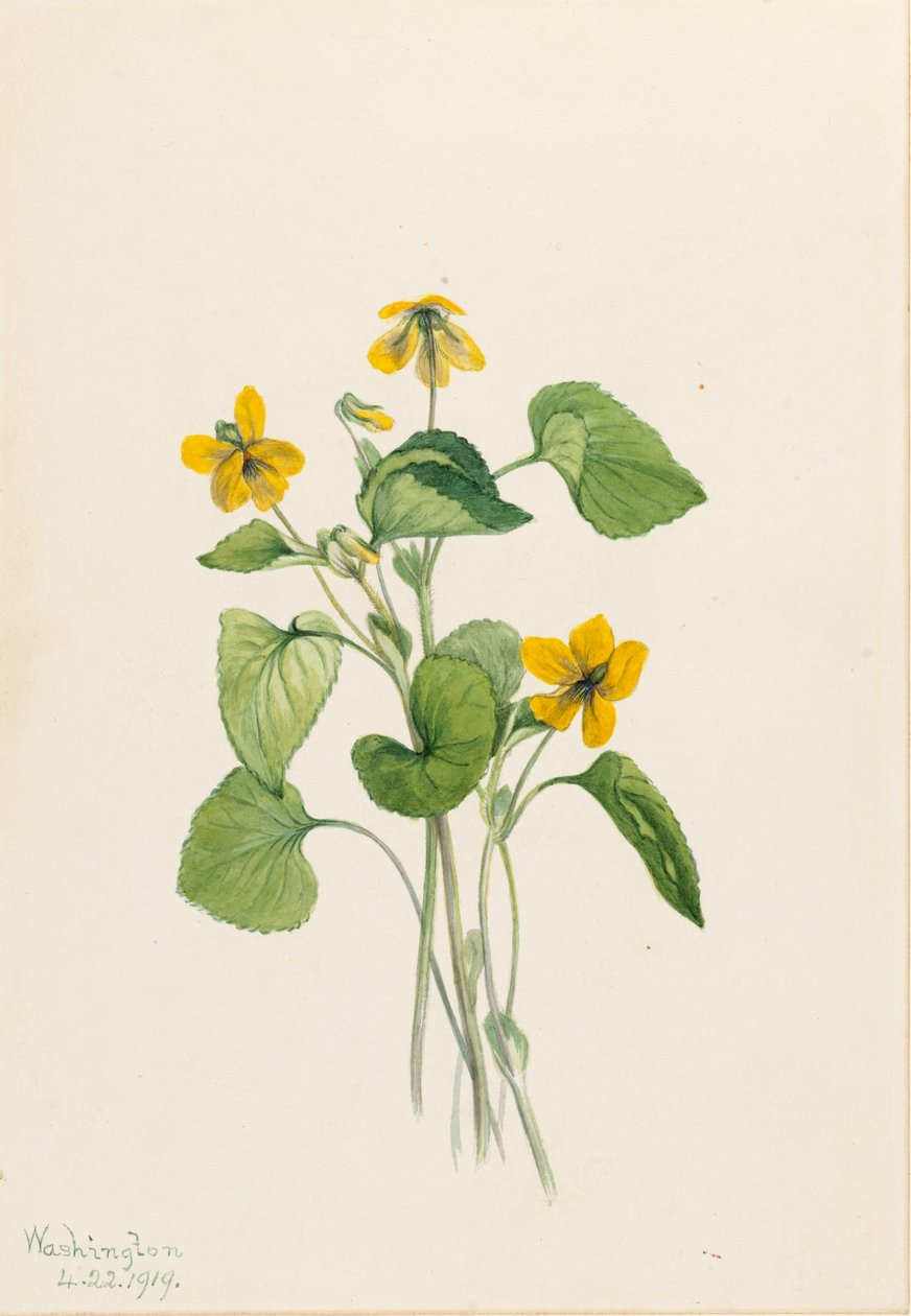 Fialka žlutá hladká (Viola eriocarpa) od Mary Vaux Walcott