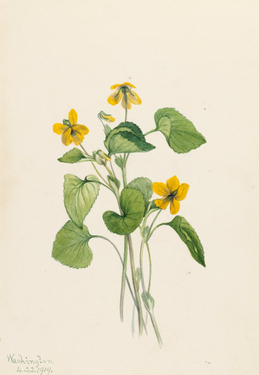Hladká žlutá fialová Viola eriocarpa, 1919. od Mary Vaux Walcott